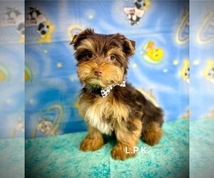 Yorkshire Terrier Puppy for sale in WINNSBORO, LA, USA