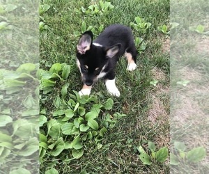 Pembroke Welsh Corgi Puppy for sale in ARTHUR, IL, USA