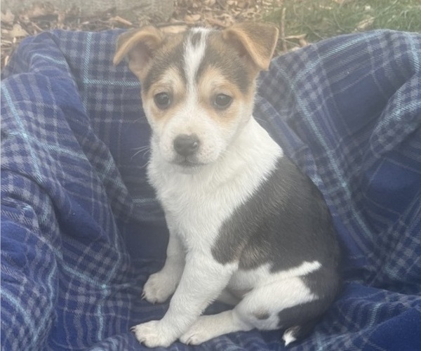 Medium Photo #5 Mutt Puppy For Sale in KALONA, IA, USA