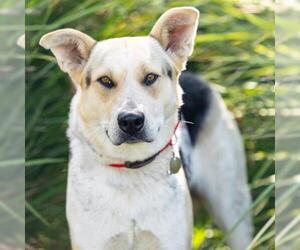 German Shepherd Dog-Unknown Mix Dogs for adoption in Camarillo, CA, USA