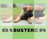 Small Photo #2 Belgian Malinois Puppy For Sale in BURNINGTOWN, NC, USA