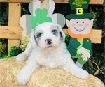 Small #3 Sheepadoodle