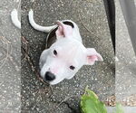 Small Photo #4 American Pit Bull Terrier-Unknown Mix Puppy For Sale in Wakefield, RI, USA