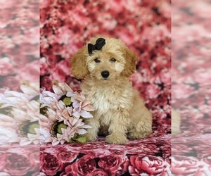 Cock-A-Poo Puppy for sale in KIRKWOOD, PA, USA