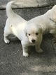 Small Photo #3 English Cream Golden Retriever Puppy For Sale in LAKELAND, FL, USA