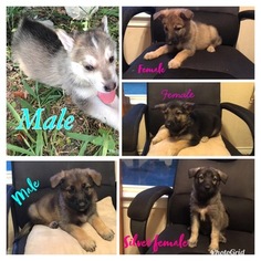 Wolf Hybrid Puppy for sale in WEATHERFORD, TX, USA