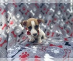 Small #5 Jack Russell Terrier