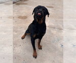 Small #3 Rottweiler