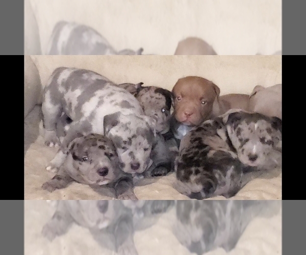 Medium Photo #3 American Bully Puppy For Sale in WEST MILTON, OH, USA