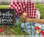 Small #12 Goldendoodle