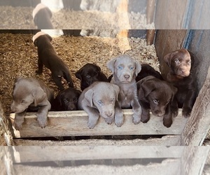Labrador Retriever Puppy for sale in BRISTOL, TN, USA