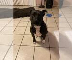 Small Labrador Retriever Mix