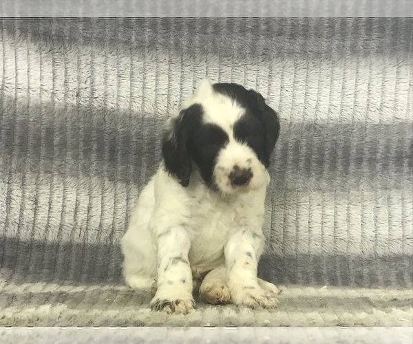 Medium Photo #6 English Setterdoodle Puppy For Sale in CHETEK, WI, USA