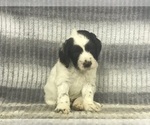 Small Photo #6 English Setterdoodle Puppy For Sale in CHETEK, WI, USA