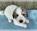 Puppy Freya Great Pyrenees