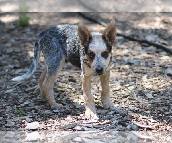 Medium Photo #3 Mutt Puppy For Sale in Paso Robles, CA, USA