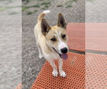 Small #13 Siberian Husky Mix