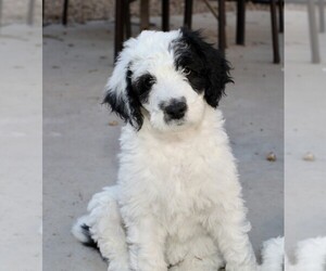 Sheepadoodle Puppy for sale in CHANDLER, AZ, USA