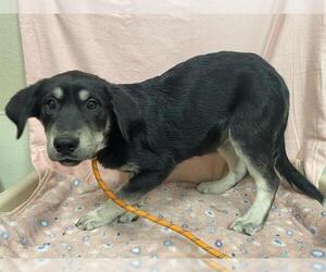 German Shepherd Dog-Unknown Mix Dogs for adoption in Modesto, CA, USA