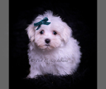 Puppy Ming Ming Maltese