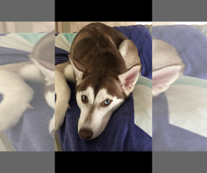 Siberian Husky Puppy for sale in WEST DELRAY BEACH, FL, USA