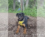 Small #14 Rottweiler Mix