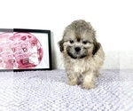 Regina - Female Shih-Poo Puppy for Sale - Photo #5