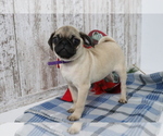 Small Photo #4 Pug Puppy For Sale in SHILOH, OH, USA
