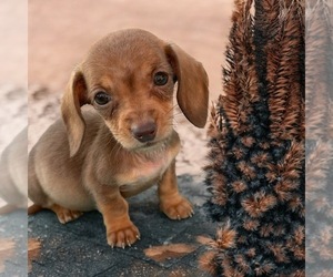 Dachshund Puppy for sale in DELPHOS, OH, USA