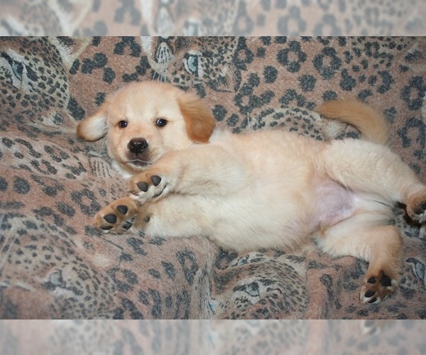 Medium Photo #2 Golden Retriever Puppy For Sale in HIGH POINT, NC, USA