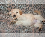 Small Photo #2 Golden Retriever Puppy For Sale in HIGH POINT, NC, USA