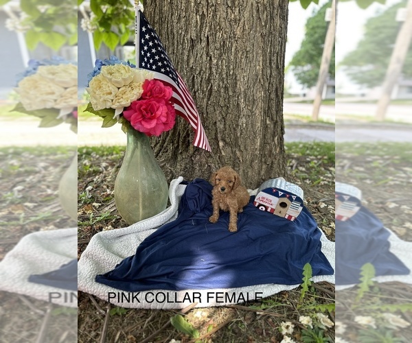 Medium Photo #5 Goldendoodle (Miniature) Puppy For Sale in CALIFORNIA, MO, USA