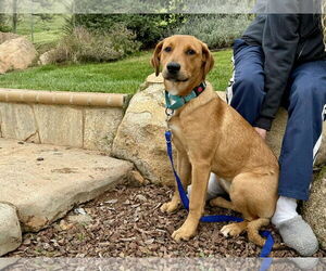 Labrador Retriever-Unknown Mix Dogs for adoption in Clovis, CA, USA