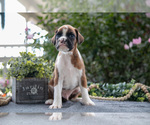 Small #1 Boxer
