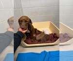 Small Photo #3 Chocolate Labrador retriever-Unknown Mix Puppy For Sale in Holly Springs, NC, USA