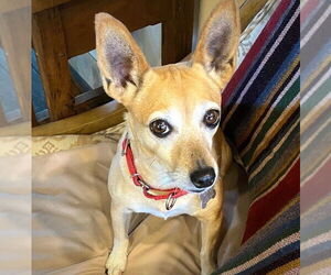 Rat Terrier-Unknown Mix Dogs for adoption in Atlanta, GA, USA
