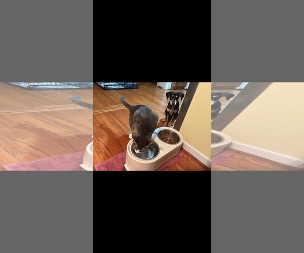 Medium Photo #2 Mutt Puppy For Sale in Marine City, MI, USA