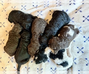 Poodle (Standard) Litter for sale in SHERMAN OAKS, CA, USA