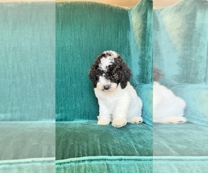 Poodle (Standard) Puppy for sale in SPARTANBURG, SC, USA