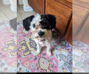 Maltese-Unknown Mix Dogs for adoption in Holly Springs, NC, USA