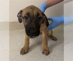 Small #2 American Pit Bull Terrier Mix