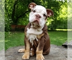 Small Photo #4 English Bulldog Puppy For Sale in BURTON, MI, USA