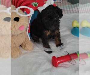 Poodle (Toy) Puppy for sale in SEBRING, FL, USA