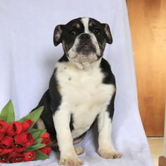 Olde English Bulldogge Puppy for sale in GAP, PA, USA