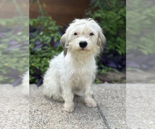 Medium Photo #1 Mutt Puppy For Sale in PIPE CREEK, TX, USA
