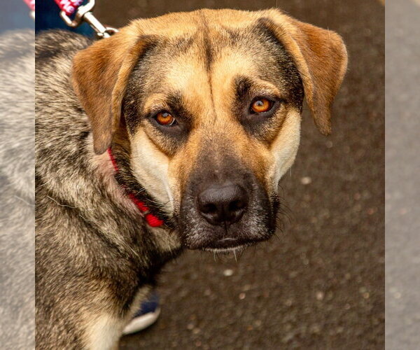 Medium Photo #9 German Shepherd Dog-Unknown Mix Puppy For Sale in Canton, CT, USA