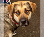 Small #8 German Shepherd Dog Mix