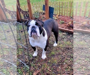 Father of the Olde English Bulldogge puppies born on 03/19/2026