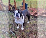 Small Photo #1 Olde English Bulldogge Puppy For Sale in ATHOL, ID, USA