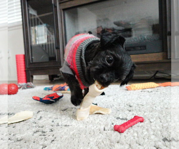 Medium Photo #3 Shih Tzu-Unknown Mix Puppy For Sale in Davis, CA, USA